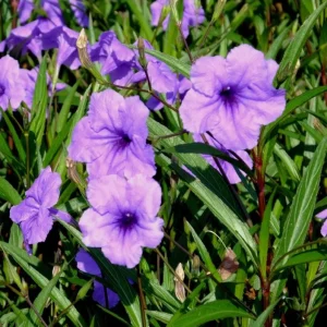 Purple Showers Ruellia Live Plants - 4 Pack, Purple Mexican Petunia, 4-9 Inch Tall - Image 3