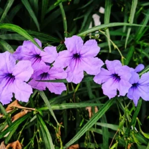 Purple Showers Ruellia Live Plants - 4 Pack, Purple Mexican Petunia, 4-9 Inch Tall - Image 4