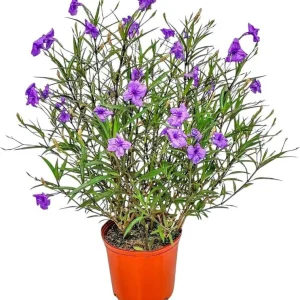 Purple Showers Ruellia Live Plants - 4 Pack, Purple Mexican Petunia, 4-9 Inch Tall - Image 1