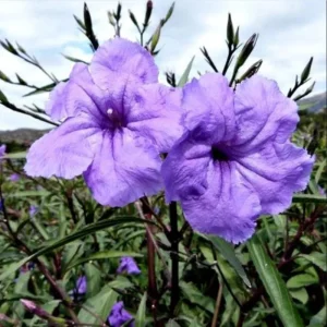 Purple Showers Ruellia Live Plants - 4 Pack, Purple Mexican Petunia, 4-9 Inch Tall - Image 6