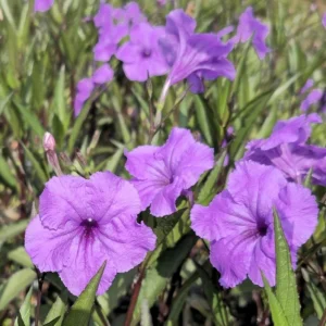 Purple Showers Ruellia Live Plants - 4 Pack, Purple Mexican Petunia, 4-9 Inch Tall - Image 8