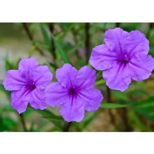 Purple Showers Ruellia Live Plants - Pack of 2, Purple Mexican Petunia, 4-9 Inch Tall - Image 5