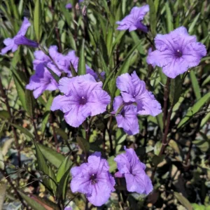 Purple Showers Ruellia Live Plants - Pack of 2, Purple Mexican Petunia, 4-9 Inch Tall - Image 8
