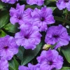 Purple Showers Ruellia Live Plants - Pack of 2, Purple Mexican Petunia, 4-9 Inch Tall - Image 1