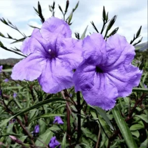 Purple Showers Ruellia Live Starter Plants - 4 Pack, 4-9 Inch Tall, Outdoor Flowering - Image 3