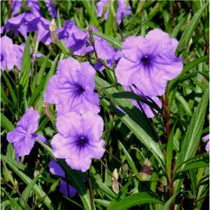 Purple Showers Ruellia Live Starter Plants - 4 Pack, 4-9 Inch Tall, Outdoor Flowering - Image 4