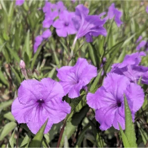 Purple Showers Ruellia Live Starter Plants - 4 Pack, 4-9 Inch Tall, Outdoor Flowering - Image 7