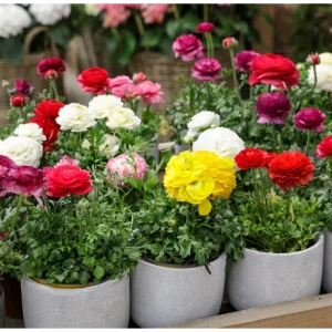 Ranunculus Seeds - 60 Count Mixed Flower Buttercup Perennial Garden Plant Seeds - Image 2