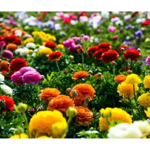 Ranunculus Seeds - 60 Count Mixed Flower Buttercup Perennial Garden Plant Seeds - Image 3