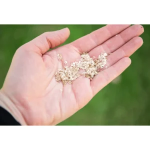 Ranunculus Seeds - 60 Count Mixed Flower Buttercup Perennial Garden Plant Seeds - Image 4