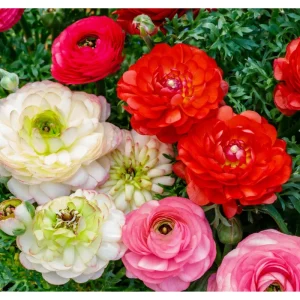 Ranunculus Seeds - 60 Count Mixed Flower Buttercup Perennial Garden Plant Seeds - Image 5