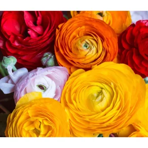 Ranunculus Seeds - 60 Count Mixed Flower Buttercup Perennial Garden Plant Seeds - Image 6