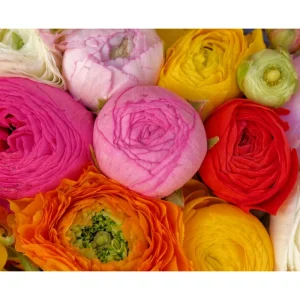 Ranunculus Seeds - 60 Count Mixed Flower Buttercup Perennial Garden Plant Seeds - Image 1