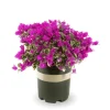 Raspberry Ice Bougainvillea Live Starter Plants - Set of 2, Pink, 4-6 Inch Tall - Image 1