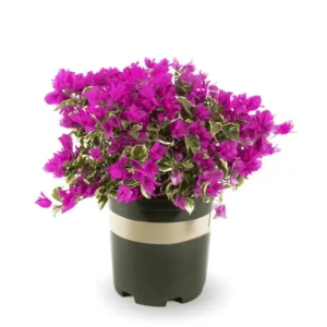 Raspberry Ice Bougainvillea Live Starter Plants - Set of 2, Pink, 4-6 Inch Tall - Image 1