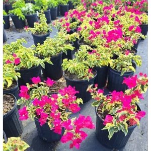 Raspberry Ice Bougainvillea Live Starter Plants - Set of 2, Pink, 4-6 Inch Tall - Image 3