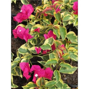 Raspberry Ice Bougainvillea Live Starter Plants - Set of 2, Pink, 4-6 Inch Tall - Image 7