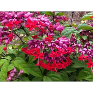 Red Bleeding Heart Vine Live Plant - 2 Pack, 4-6