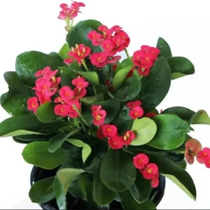 Red Crown of Thorns Live Plant - Euphorbia Milii, Indoor/Outdoor Succulent Cactus, 4-6 Inch Tall - Image 2