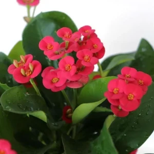Red Crown of Thorns Live Plant - Euphorbia Milii, Indoor/Outdoor Succulent Cactus, 4-6 Inch Tall - Image 3