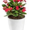 Red Crown of Thorns Live Plant - Euphorbia Milii, Indoor/Outdoor Succulent Cactus, 4-6 Inch Tall - Image 1