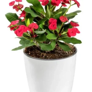 Red Crown of Thorns Live Plant - Euphorbia Milii, Indoor/Outdoor Succulent Cactus, 4-6 Inch Tall - Image 1
