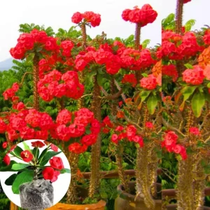 Red Crown of Thorns Live Plant - Euphorbia Milii, Indoor/Outdoor Succulent Cactus, 4-6 Inch Tall - Image 5
