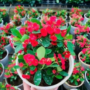 Red Crown of Thorns Live Plant - Euphorbia Milii, Indoor/Outdoor Succulent Cactus, 4-6 Inch Tall - Image 6