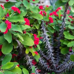 Red Crown of Thorns Live Plant - Euphorbia Milii, Indoor/Outdoor Succulent Cactus, 4-6 Inch Tall - Image 7