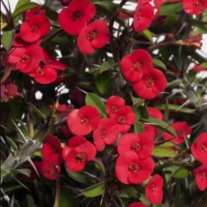 Red Crown of Thorns Live Plant - Euphorbia Milii, Indoor/Outdoor Succulent Cactus, 4-6 Inch Tall - Image 8