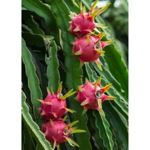 Red Dragon Fruit Live Plant - Sweet Climbing Cactus, Night Bloom, 4 Inch Pot - Image 2