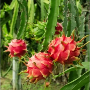 Red Dragon Fruit Live Plant - Sweet Climbing Cactus, Night Bloom, 4 Inch Pot - Image 3