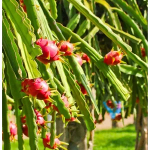 Red Dragon Fruit Live Plant - Sweet Climbing Cactus, Night Bloom, 4 Inch Pot - Image 4