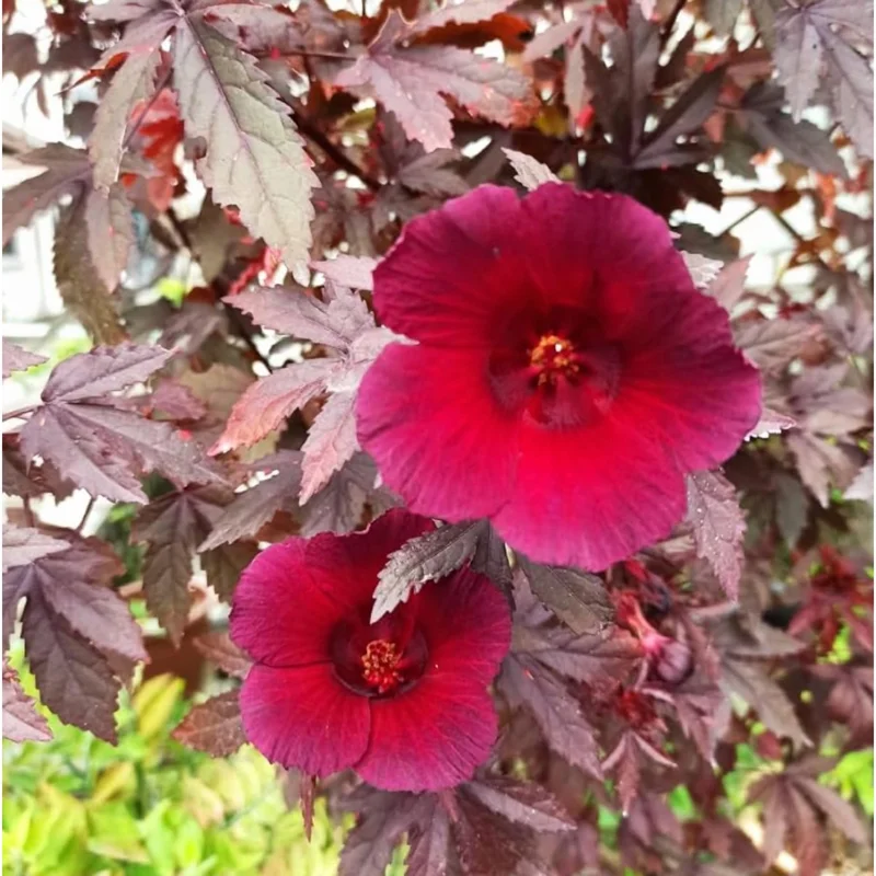 Red Mahogany Hibiscus Live Plant - 8-10 Inch Tall Flowering Shrub, Perennial - Image 1