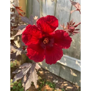 Red Mahogany Hibiscus Live Plant - 8-10 Inch Tall Flowering Shrub, Perennial - Image 2