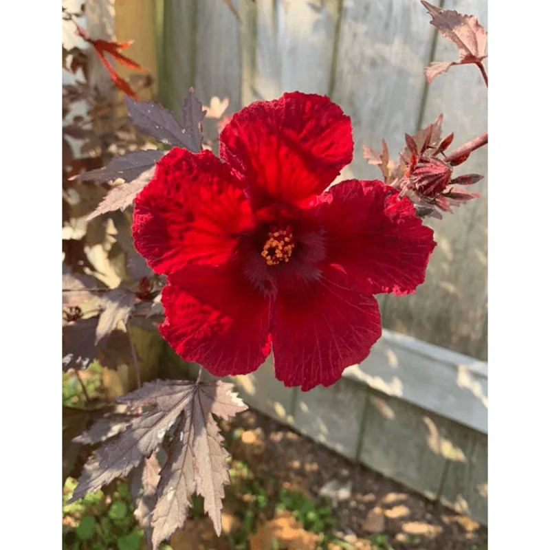 Red Mahogany Hibiscus Live Plant - 8-10 Inch Tall Flowering Shrub, Perennial - Image 2