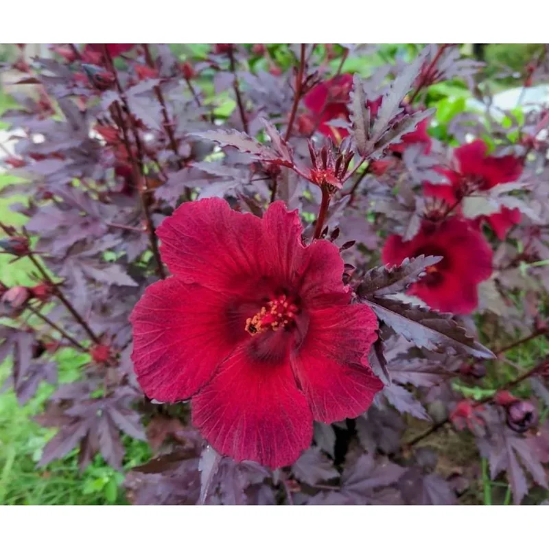 Red Mahogany Hibiscus Live Plant - 8-10 Inch Tall Flowering Shrub, Perennial - Image 3