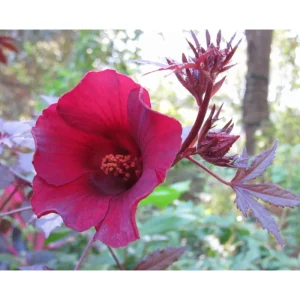 Red Mahogany Hibiscus Live Plant - 8-10 Inch Tall Flowering Shrub, Perennial - Image 4