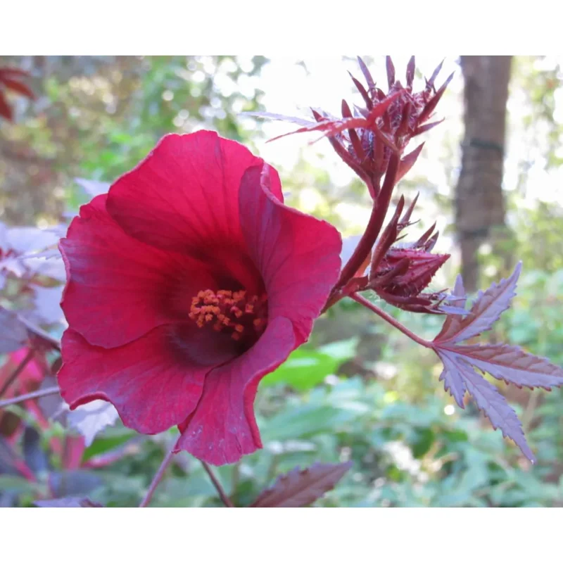 Red Mahogany Hibiscus Live Plant - 8-10 Inch Tall Flowering Shrub, Perennial - Image 4