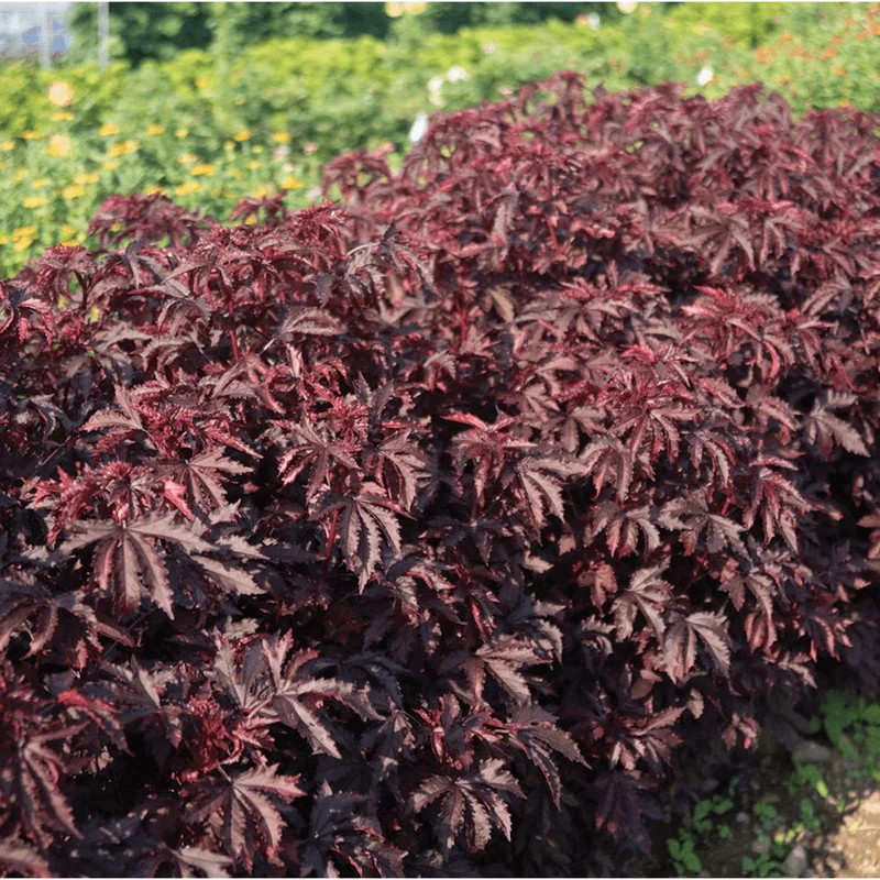 Red Mahogany Hibiscus Live Plant - 8-10 Inch Tall Flowering Shrub, Perennial - Image 5