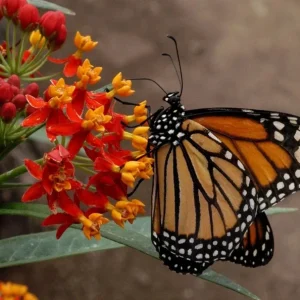 Red Milkweed Live Plants - 2 Pack Asclepias Curassavica, 4-9 Inch Tall, Outdoor - Image 10