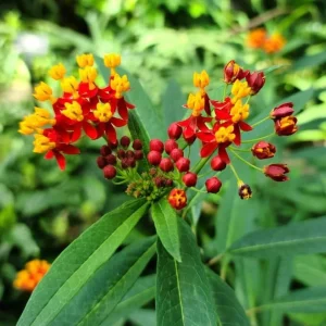 Red Milkweed Live Plants - 2 Pack Asclepias Curassavica, 4-9 Inch Tall, Outdoor - Image 3