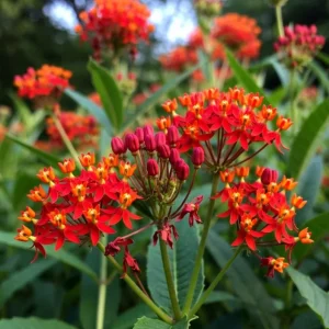Red Milkweed Live Plants - 2 Pack Asclepias Curassavica, 4-9 Inch Tall, Outdoor - Image 4