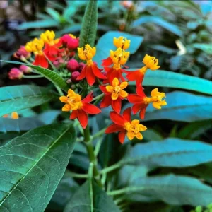 Red Milkweed Live Plants - 2 Pack Asclepias Curassavica, 4-9 Inch Tall, Outdoor - Image 5