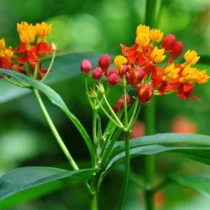 Red Milkweed Live Plants - 2 Pack Asclepias Curassavica, 4-9 Inch Tall, Outdoor - Image 6