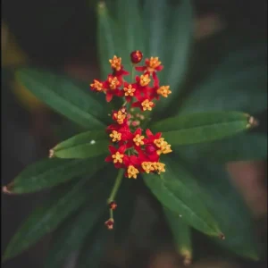 Red Milkweed Live Plants - 2 Pack Asclepias Curassavica, 4-9 Inch Tall, Outdoor - Image 9