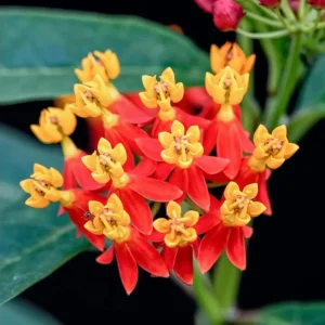 Red Milkweed Live Plants - 2 Pack Asclepias Curassavica, 4-9 Inch Tall, Outdoor - Image 1