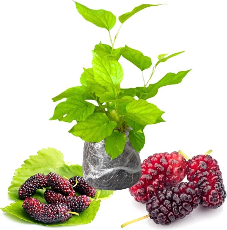 Red Mulberry Live Plants - Sweet Fruiting Trees, 4 to 6 Inch Tall, Bare Root - Image 2