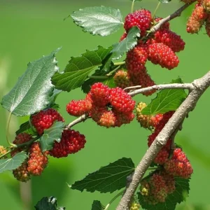 Red Mulberry Live Plants - Sweet Fruiting Trees, 4 to 6 Inch Tall, Bare Root - Image 4