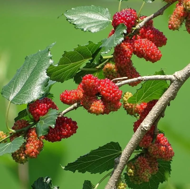 Red Mulberry Live Plants - Sweet Fruiting Trees, 4 to 6 Inch Tall, Bare Root - Image 4